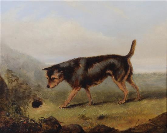 George Armfield (1808-1893) Terrier beside a rabbit hole 8.5 x 10.5in.